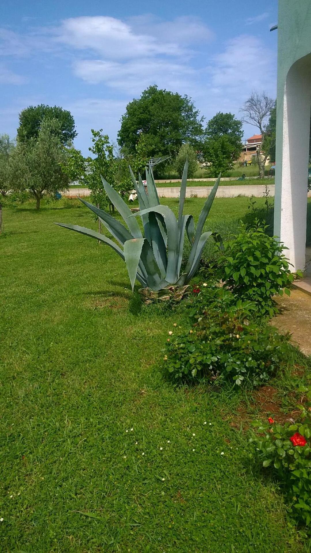 Apartmani Natasa Vrsar Exterior photo